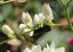 Hedriodiscus truquii