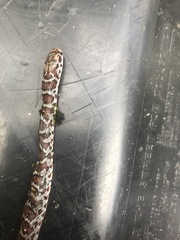 Coluber constrictor priapus image
