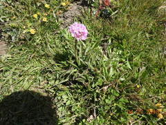 Armeria maritima californica