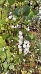 Symphoricarpos albus