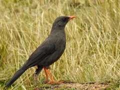 Great Thrush photo 3