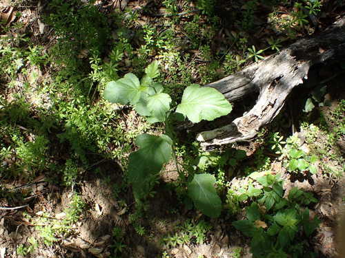 iNaturalist observation photo of Black Mustard
