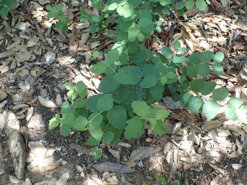 iNaturalist observation photo of creeping snowberry