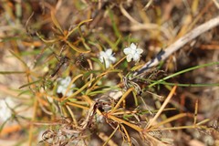 Trigastrotheca molluginea