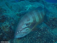 Epinephelus caninus