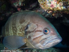 Epinephelus caninus