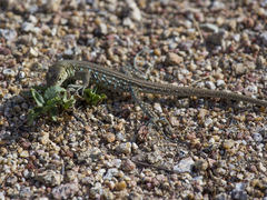 Cnemidophorus arubensis