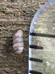 Truncatellina callicratis