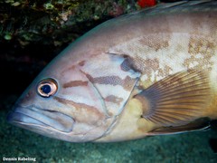 Epinephelus caninus