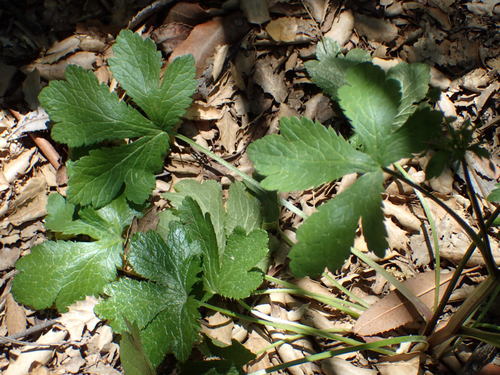 iNaturalist observation photo of Pacific Sanicle