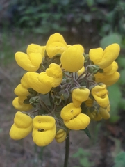 Calceolaria petioalaris