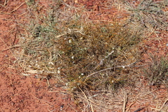 Trigastrotheca molluginea