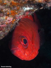 Heteropriacanthus fulgens