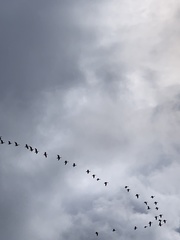 Branta hutchinsii