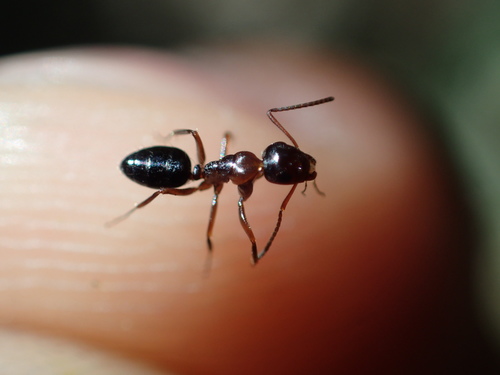 iNaturalist observation photo of Cleft-lip Carpenter ants