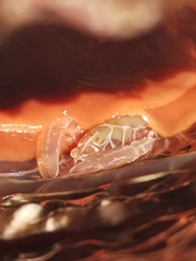 Pontonia pinnophylax