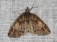 Microdes diplodonta