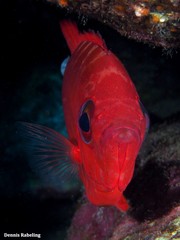 Heteropriacanthus fulgens