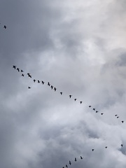 Branta hutchinsii
