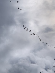 Branta hutchinsii