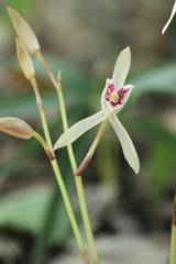 Cymbidium macrorhizon