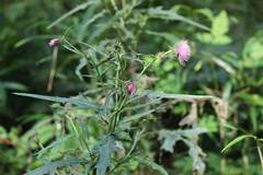 Cirsium nipponicum incomptum