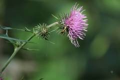 Cirsium nipponicum incomptum