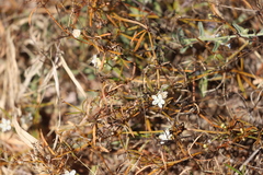 Trigastrotheca molluginea