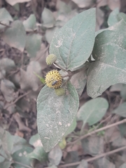 Podanthus ovatifolius