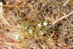 Trigastrotheca molluginea