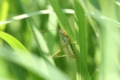 Conocephalus exemptus