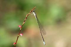 Aciagrion migratum