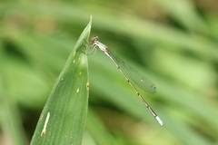 Aciagrion migratum