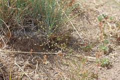 Linanthus harknessii