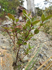 Maytenus magellanica