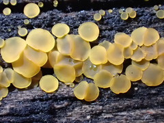 Orbilia xanthostigma