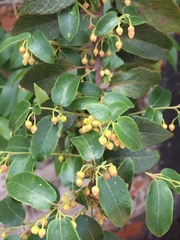 Aristotelia chilensis