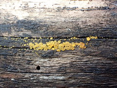 Orbilia xanthostigma