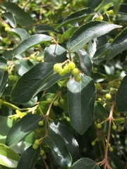 Aristotelia chilensis