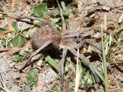 Lycosidae