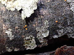 Orbilia xanthoguttulata