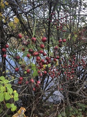 Rosa multiflora