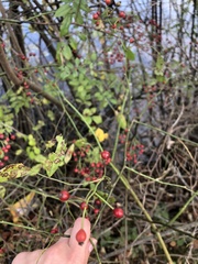 Rosa multiflora