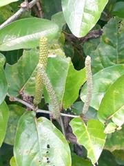 Piper tuberculatum