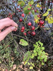 Rosa multiflora