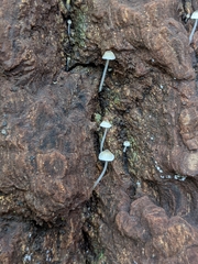 Mycena corticola