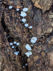 Mycena corticola