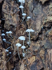 Mycena corticola