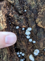 Mycena corticola