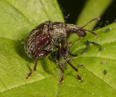Himatolabus pubescens